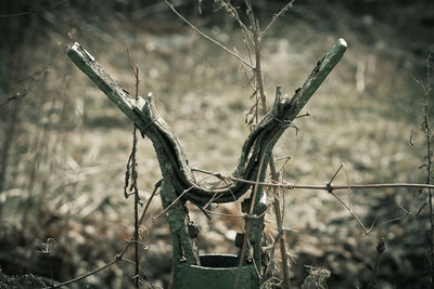 Close-up of dry plant on field in forest