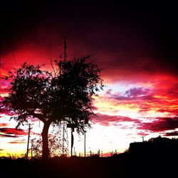 Silhouette of trees at sunset