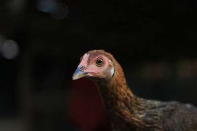 Close-up of a bird