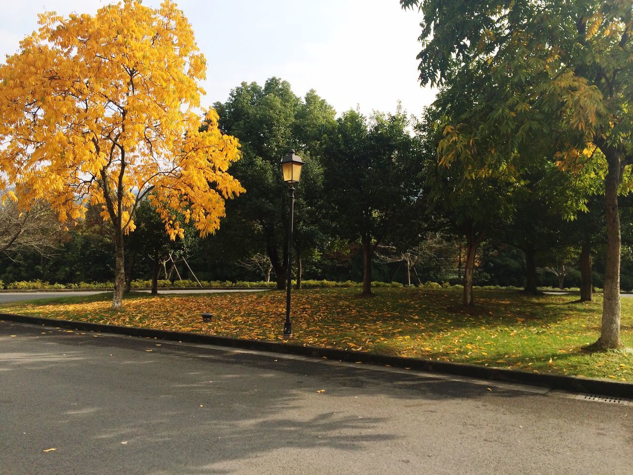 tree, yellow, road, the way forward, transportation, autumn, growth, street light, park - man made space, street, change, sky, clear sky, nature, outdoors, season, grass, tranquility, day, empty