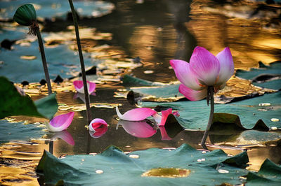 Close-up of lotus water lily in lake