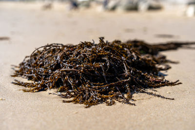 Dead seaweed on beach