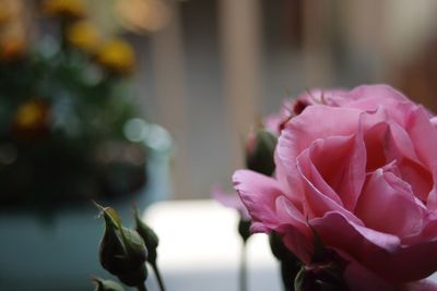 Close-up of pink rose