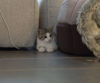 Portrait of cat sitting on sofa