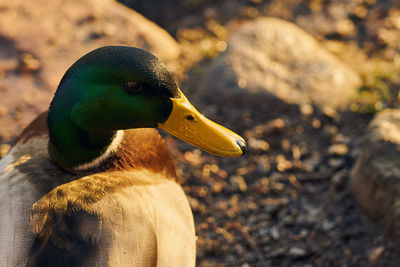 Close-up of a duck