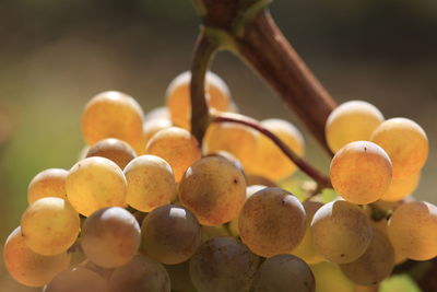 Close-up of fruits