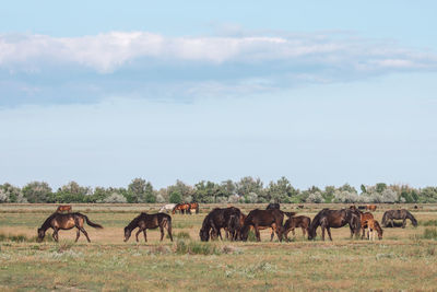 Horses in a field