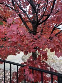 Low angle view of flowering tree during autumn