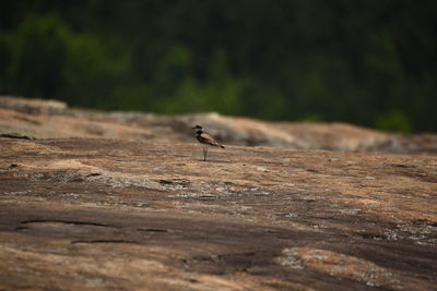 View of bird perching on rock