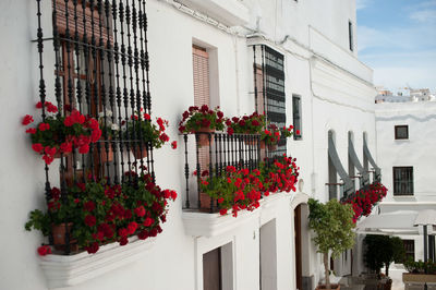 Red flowers on balconies in white village in spain