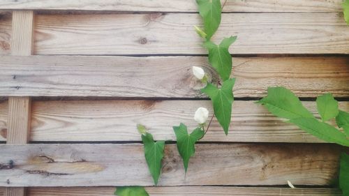 Close-up of plant against wooden wall