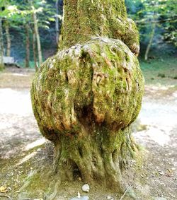 Close-up of tree trunk