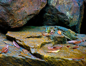 Close-up of turtle on rock