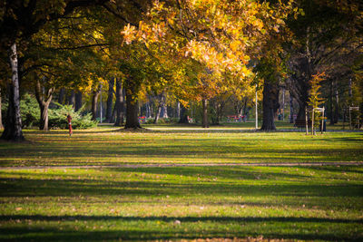 Trees in autumn