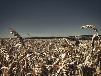 View of wheat field against sky