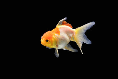 Close-up of fish swimming in sea