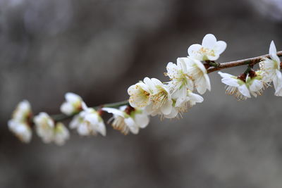 Close-up of white cherry blossoms in spring