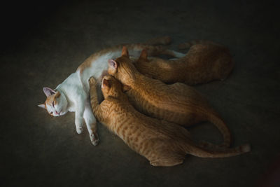 High angle view of cats resting