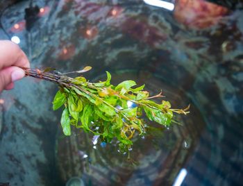 Close-up of hand holding plant