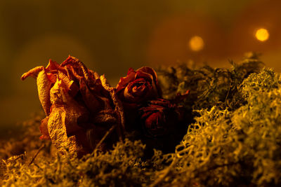 Close-up of wilted flower on field