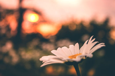 Close-up of daisy flower during sunset