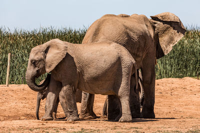 Elephant standing in a field