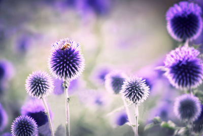 Close-up of purple flowering plants