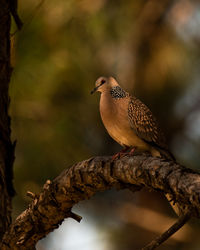Close-up of bird perching on branch