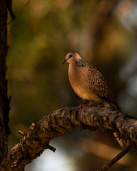 Close-up of wild dove perching on branch