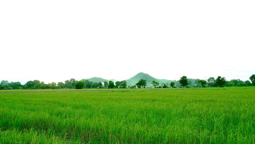 Scenic view of agricultural field against clear sky