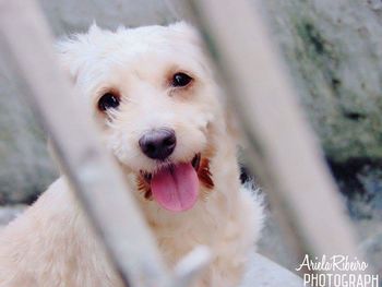 Close-up portrait of dog