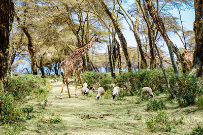 Flock of sheep in a field