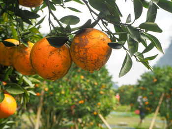 Close-up of orange fruits on tree