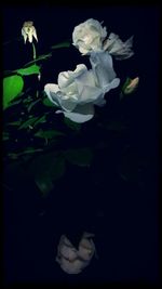 Close-up of white flower