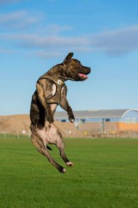 Dog on field against sky