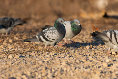 Close-up of birds on land