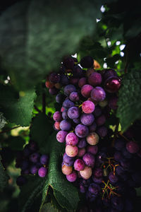 Close-up of grapes growing on plant