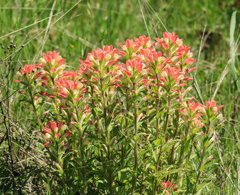 Close-up of red flowers growing on field