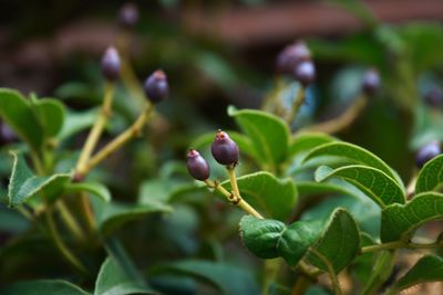 Close-up of fruits growing on plant