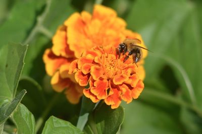 Close-up of insect on flower