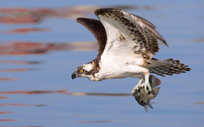 Close-up of osprey flying against sky