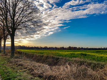 Scenic view of field against sky