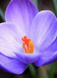 Close-up of purple flower