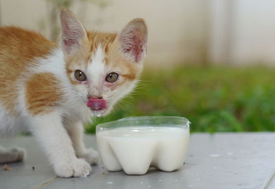 Close-up portrait of a cat