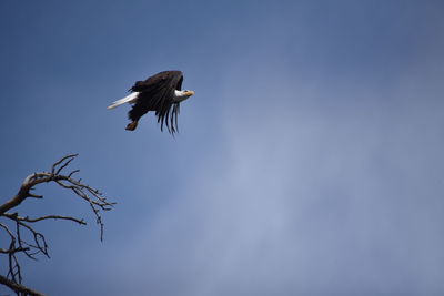 Low angle view of bird flying against clear sky