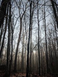 Low angle view of bare trees in forest