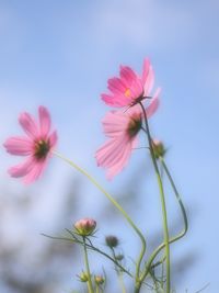 Close-up of pink cosmos flower against sky