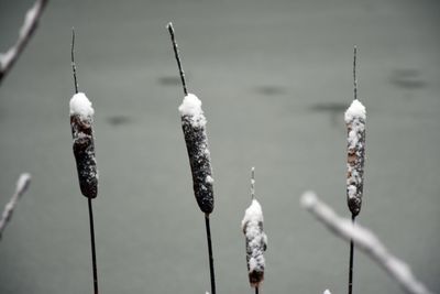 Close-up of ice crystals against sky during winter