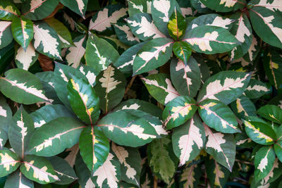 Full frame shot of green leaves