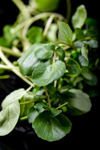 Close-up of green leaves